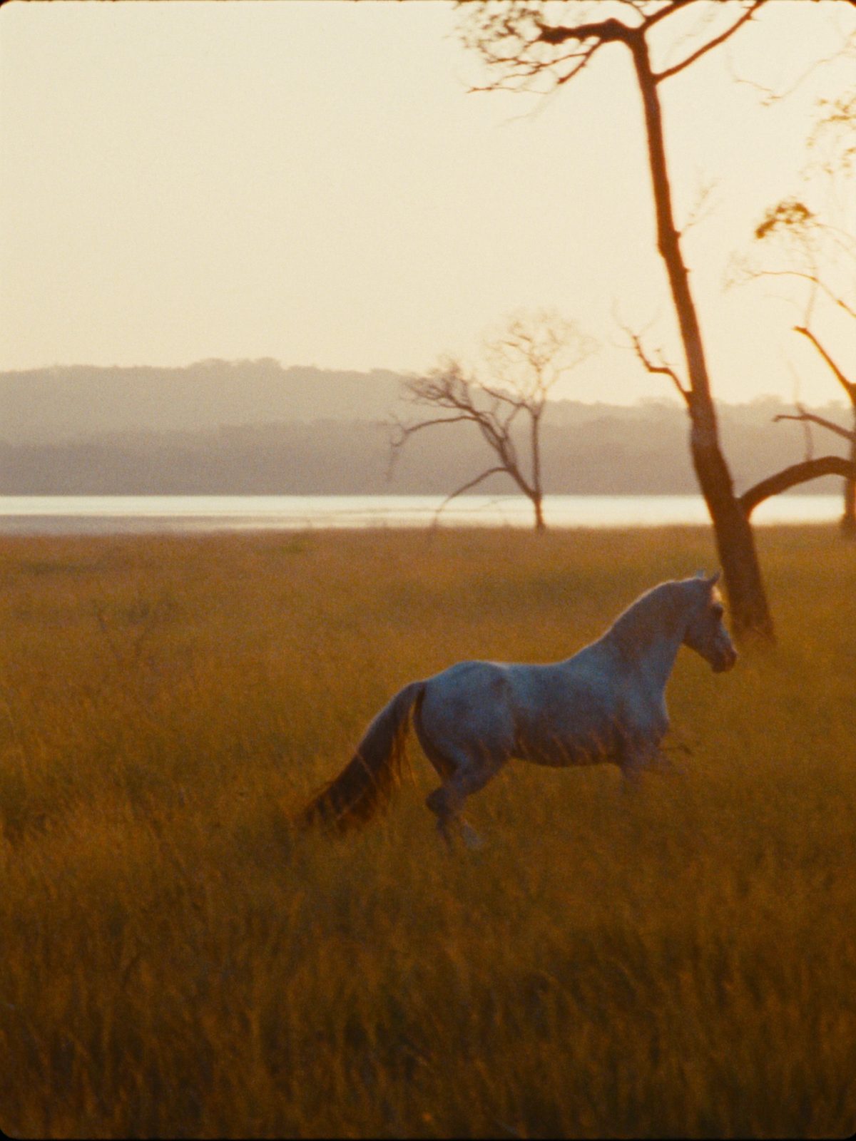 Haras no Cerrado: a vida equestre projetada na margem do Lago Corumbá IV